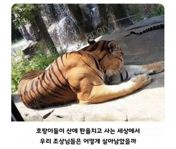 호랑이 근육 클라스